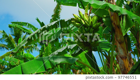 Green banana fruit growing on tropical palm tree at summer sunny day on blue sky background. Static footage. Green banana fruit growing on tropical palm tree at summer sunny day on blue sky background. Static footage. 97746551