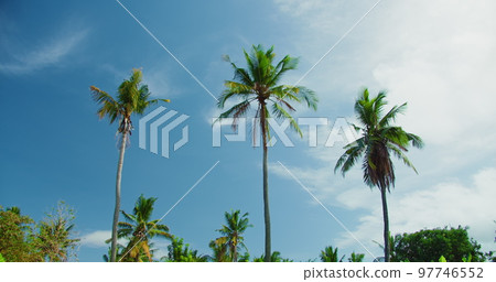 Tall tropical palm trees against blue sky with white clouds at sunny day. Nusa Penida Island Indonesia. Static view, high quality footage. Tall tropical palm trees against blue sky with white clouds at sunny day. Nusa Penida Island Indonesia. Static view, high quality footage. 97746552