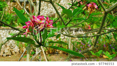 Tropical flowering garden with pink plumeria flowers on tree at sunny summer day on blurred background. 97746553