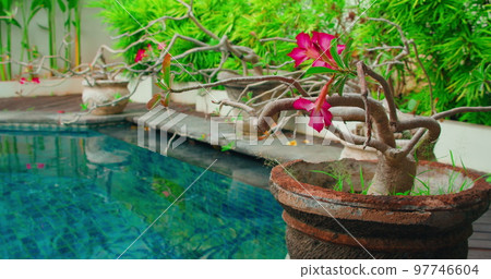 Blooming adenium pink flower in a pot on home garden background. Small tree decoration near blue swimming pool. Soothing relax spa calm view. 97746604