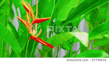 Selective focus view of beautiful heliconia psittacorum golden orange tourch blooming in the garden. Water drop on petals. White background. Selective focus view of beautiful heliconia psittacorum golden orange tourch blooming in the garden. Water drop on petals. White background. 97746616