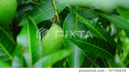 Green nature background raw mango fruit is hanging on tree branch with lush leaves. Leaf texture. Closeup cinematic footage. 97746659
