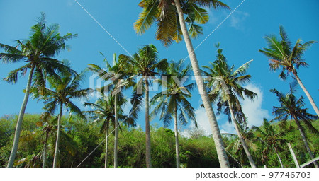 Palm trees and blue sky background at the beach during hot sunny summer vacation. Wind shakes the lush green brances. Tropical Bali island. Relax spa meditation. 97746703
