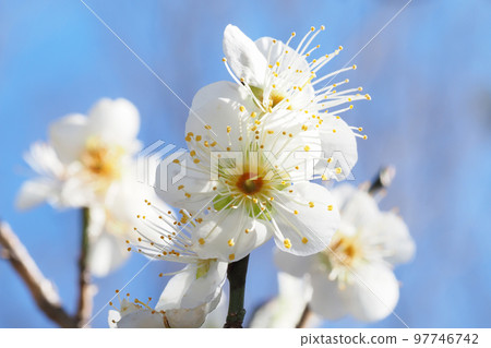 Plum blossoms (Moon shadow) 97746742