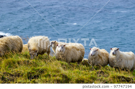 Icelandic sheep graze in the meadow near Ocean, Group of domestic animal in pure north nature. 97747194