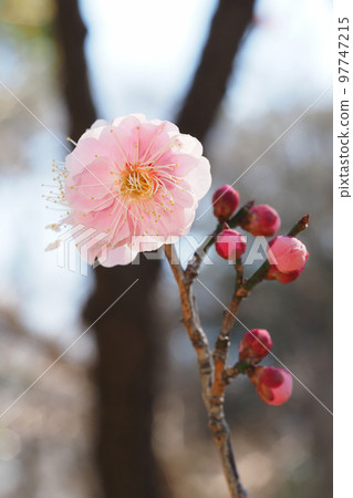 Plum Blossoms (surprise) 97747215