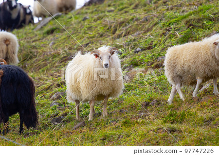 Icelandic sheep graze in the meadow near Ocean, Group of domestic animal in pure north nature. Icelandic sheep graze in the meadow near Ocean, Group of domestic animal in pure north nature. 97747226