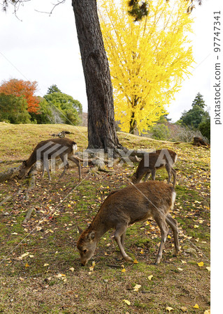 秋天的銀杏和梅花鹿 97747341