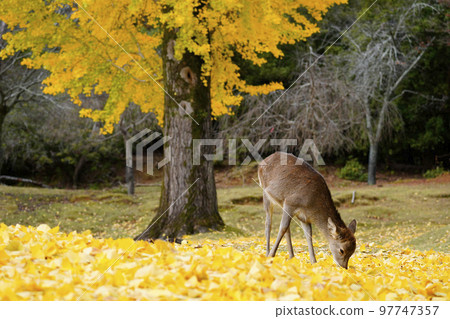 Autumn ginkgo and sika deer 97747357