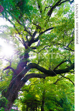 [Kinki 36 Fudo Sacred Sites] No. 19 Shoren-in Monzeki Kyoto City Natural Monument Okusu 2 Higashiyama Ward, Kyoto City, Kyoto Prefecture 97747475