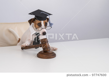 Dog jack russell terrier dressed as a judge and holding a gavel on a white background.  97747600