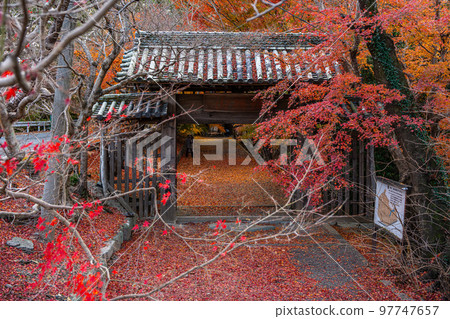 [德島縣]淨六寺的紅葉 97747657