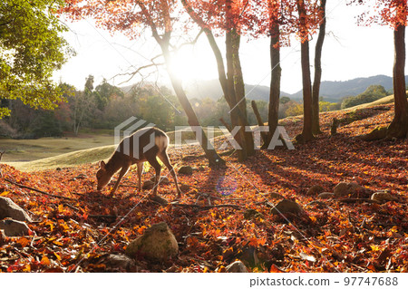 Autumn leaves and deer in Nara 97747688