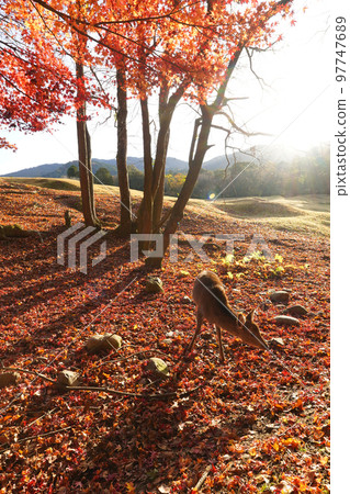 Autumn leaves and deer in Nara 97747689
