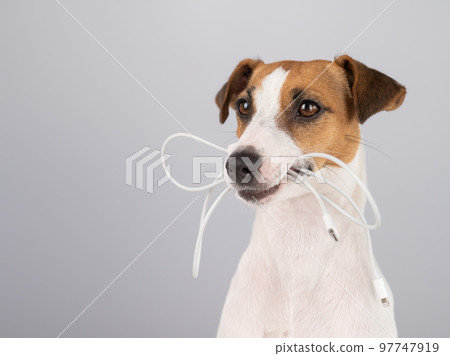 Jack russell terrier dog holding a type c cable in his teeth on a white background.  97747919