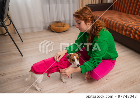 Caucasian woman dressing jack russell terrier dog in pink vest.  97748048