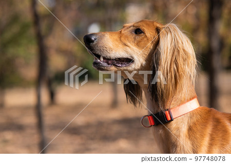 Tazy. Central Asian Greyhound walking in autumn.  97748078