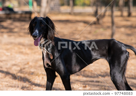 Tazy. Central Asian Greyhound walking in autumn.  97748083