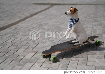 Jack Russell Terrier dog dressed in sunglasses and a plaid bandanna performs tricks on a longboard. Jack Russell Terrier dog dressed in sunglasses and a plaid bandanna performs tricks on a longboard. 97748145