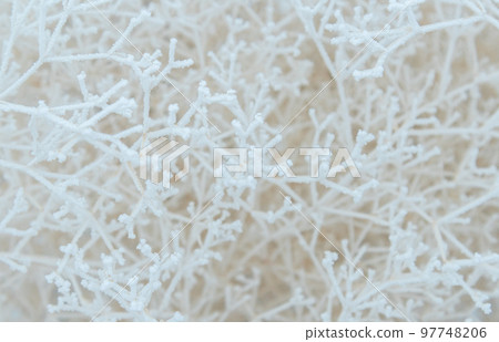 Close-up of snow-covered shrub branches. White tree branches under frost on a frosty day, like a spider web and a frosty three-dimensional pattern. Close-up of snow-covered shrub branches. White tree branches under frost on a frosty day, like a spider web and a frosty three-dimensional pattern. 97748206