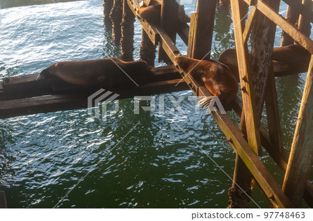 Seals resting under the Santa Cruz Whart 97748463