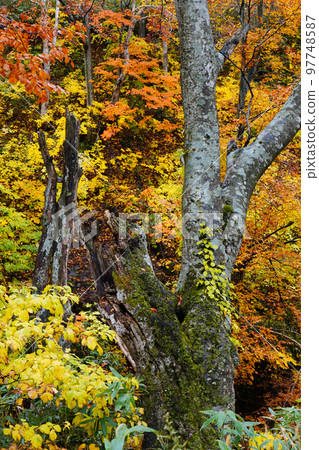 Autumn beech forest 97748587