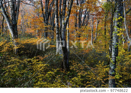 Autumn beech forest 97748622
