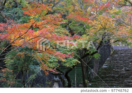 淡淡的秋葉為樓梯上色（高知縣五台山竹林寺） 97748762