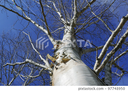 Birch trunk 97748950