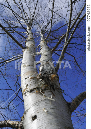 Birch Birch 97748951