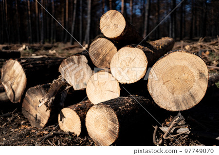 Profile view of pile of pine tree trunks cut after fires 97749070