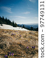 Meadow in the mountains with crocus flowers, thaw spring 97749131