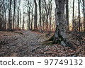 A tree in the middle of a forest 97749132