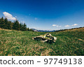 A close up of a lush green field 97749138