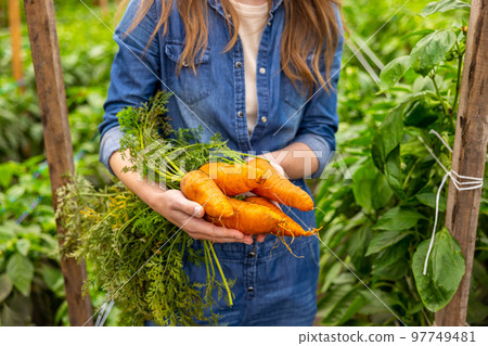 Agronomist showing the harvest of vegetable crops before the camera Agronomist showing the harvest of vegetable crops before the camera 97749481