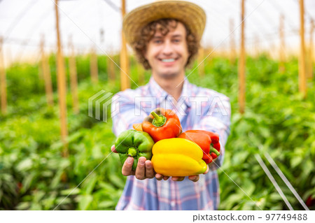 Pleased agriculturist showing off the paprika harvest 97749488