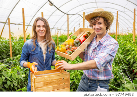 Joyful vegetable growers collecting the paprika harvest Joyful vegetable growers collecting the paprika harvest 97749498