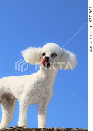 Bailey-chan，一隻白色的玩具貴賓犬，在藍天碼頭奔跑中開心地吐著舌頭♡ 97749634