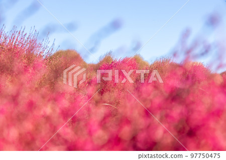 Hitachi Seaside Park Autumn leaves of Kokia 97750475