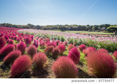 Hitachi Seaside Park Autumn leaves of Kokia 97750477