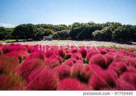 Hitachi Seaside Park Autumn leaves of Kokia Hitachi Seaside Park Autumn leaves of Kokia 97750480
