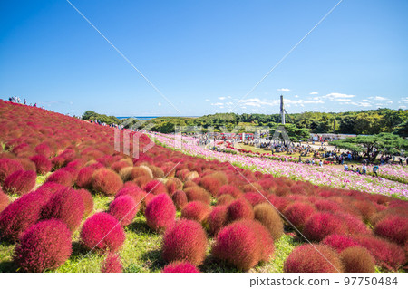 Hitachi Seaside Park Autumn leaves of Kokia 97750484
