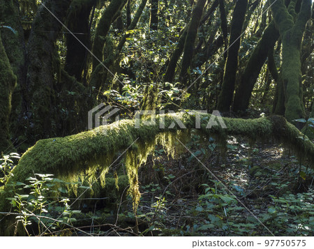 Lush evergreen cloud laurisilva forest with mossy trees at the Garajonay National Park, La Gomera, Canary Islands, Spain. Mysterious fairytale magical nature scenery. UNESCO World Heritage Site. 97750575