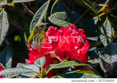 Sri Lankan white-eye or Zosterops ceylonensis an endemic species of Sri Lanka. Sri Lankan white-eye or Zosterops ceylonensis an endemic species of Sri Lanka. 97750939