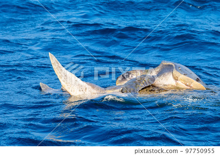 Olive ridley sea turtles or Lepidochelys olivacea performs mating ritual Olive ridley sea turtles or Lepidochelys olivacea performs mating ritual 97750955