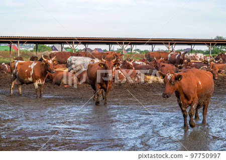 Red and white cows in a feedlot. Cattle farm Red and white cows in a feedlot. Cattle farm 97750997