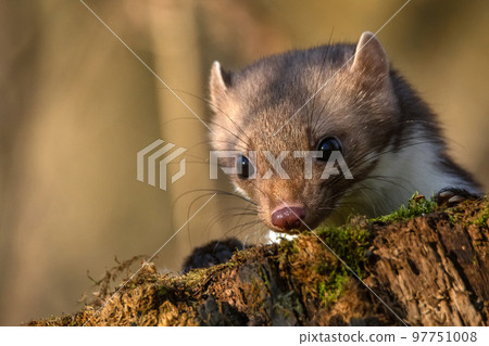 Beech marten or Martes foina also known as stone marten or white-breasted marten 97751008