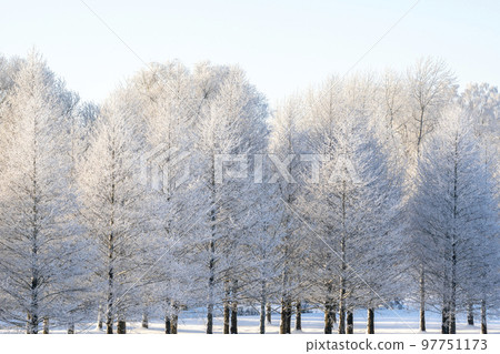 Winter landscape with snowy, hoarfrost covered birch trees 97751173