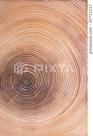 Growth rings of a spruce tree. Horizontal cross section, cut through the dried trunk of an European spruce tree, Picea abies, showing the annual or tree rings. A new layer of wood is added every year. 97751217