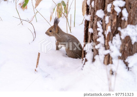 Hokkaido animals Ezo squirrels small animals cute Hokkaido's three most cute 97751323